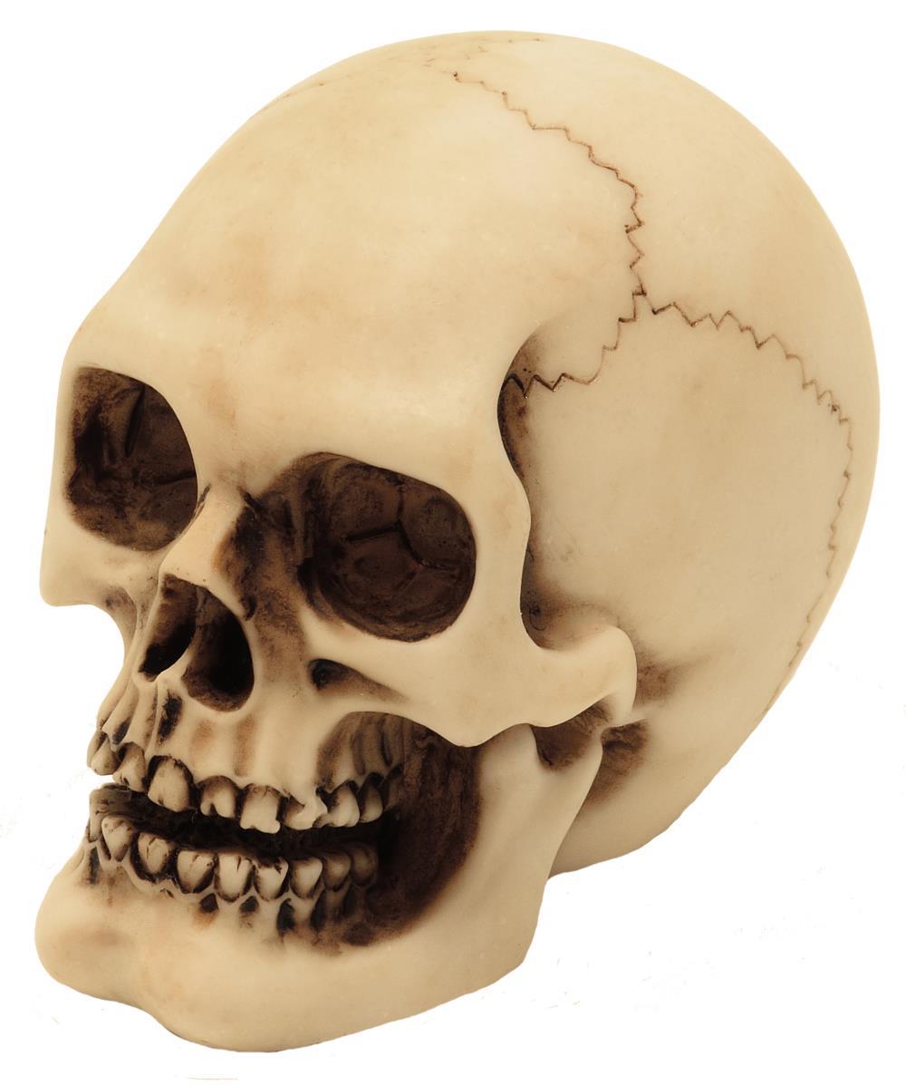 Schädel Figur Modell Dekoration Halloween Gadget Geschenk - MC-30683