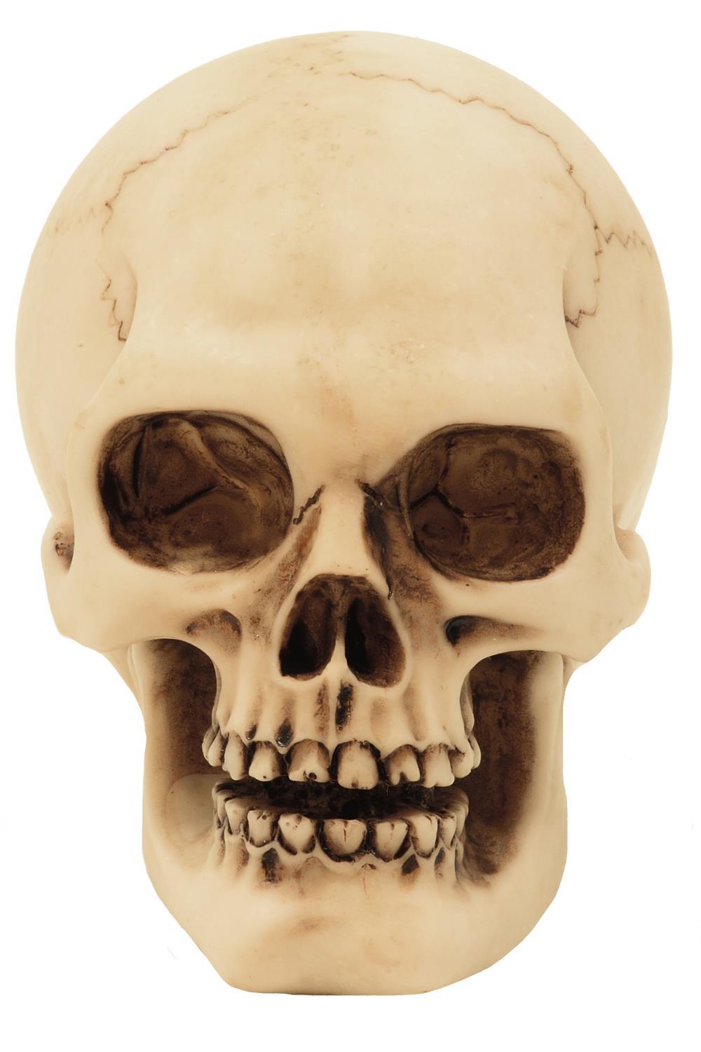 Schädel Figur Modell Dekoration Halloween Gadget Geschenk - MC-30683