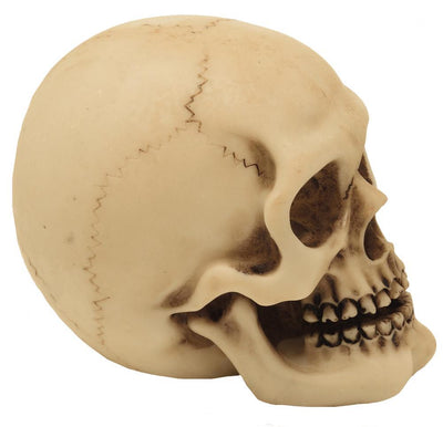 Schädel Figur Modell Dekoration Halloween Gadget Geschenk - MC-30683