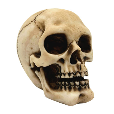 Schädel Figur Modell Dekoration Halloween Gadget Geschenk - MC-30683